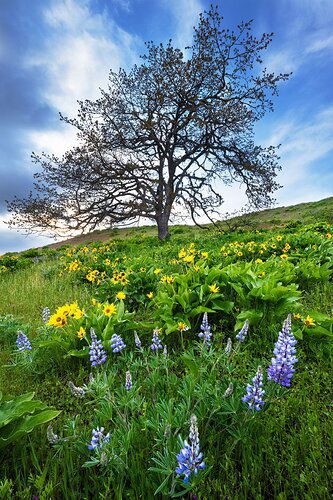 Wildflowers in Spring