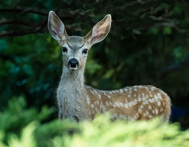 FAWN.jpg