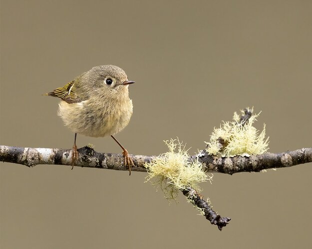 Ruby-Crowned Kinglet