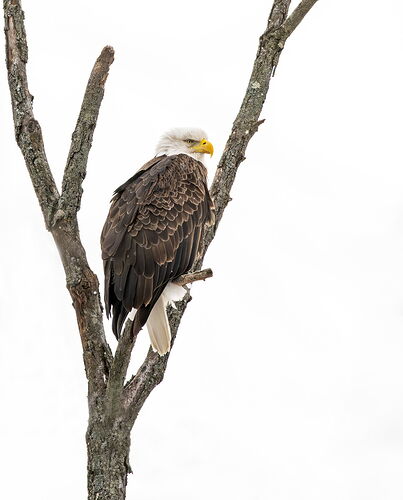 LansingBaldEagle.jpg