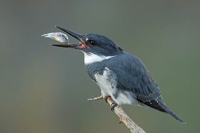 Belted Kingfisher 162