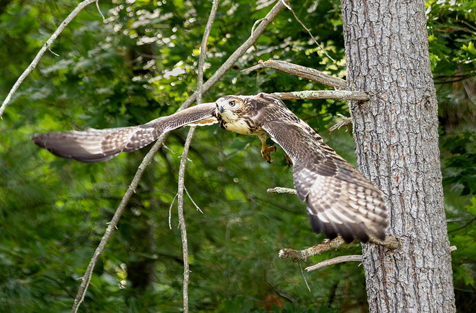 Original - hawk_in_flight.jpg