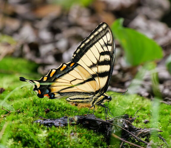 Kristen_SmithJune 11, 2025_1010961-Enhanced-NR-Edit.jpg