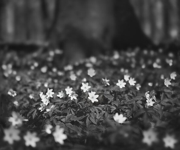 Wood anemone
