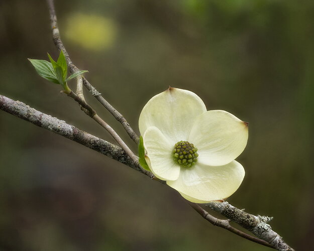 2026-04-01-20.08.01 ZS PMax-Edit.jpg