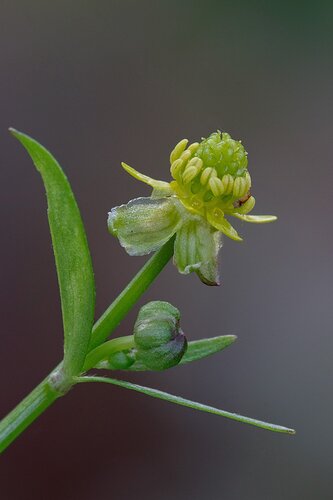 KidneyLeavedButtercup0520_65A3653dpptcdecjl
