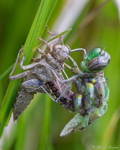 Common Whitetail- Metamorphosis-11