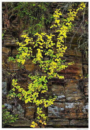 Small tree at river