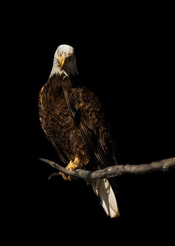 Bird- NPP Bald Eagle-3