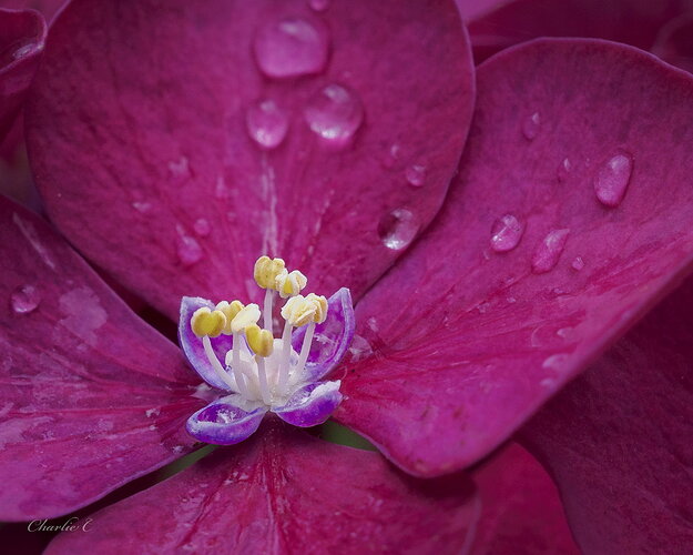 Original - Rain Flower.jpg