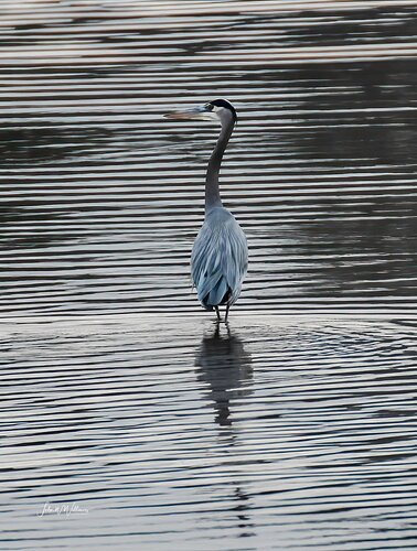 Great Blue Heron at Allens Fresh