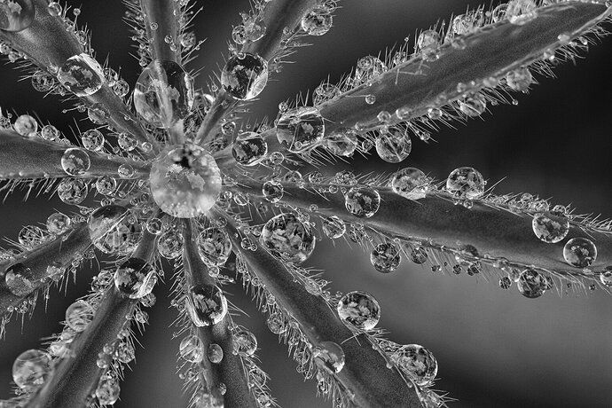 After the rain - Lupine leaf