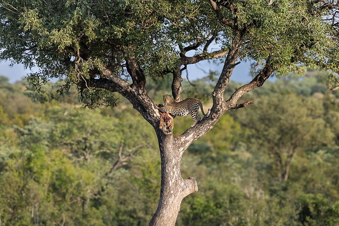 RSandor_2025_05_02_0028Leopard at 186.jpg