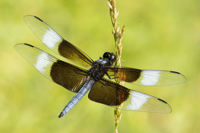 Widow Skimmer Dragonfly 7.jpg