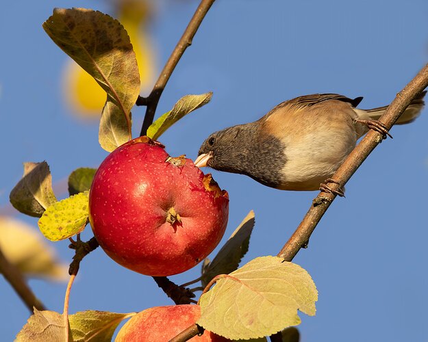 Junco and Apple-NPN.jpg