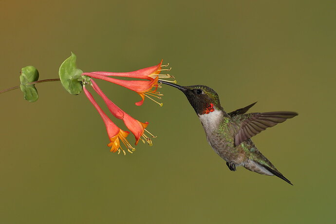 Ruby-throated Hummingbird 108.jpg
