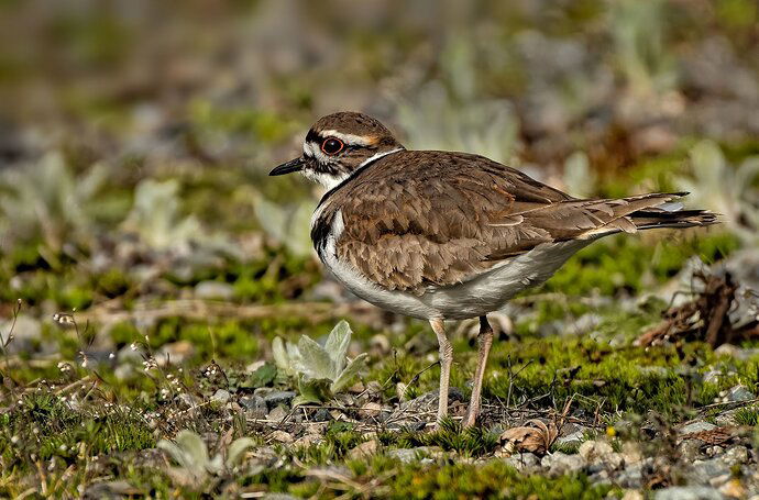 killdeer-2-copy