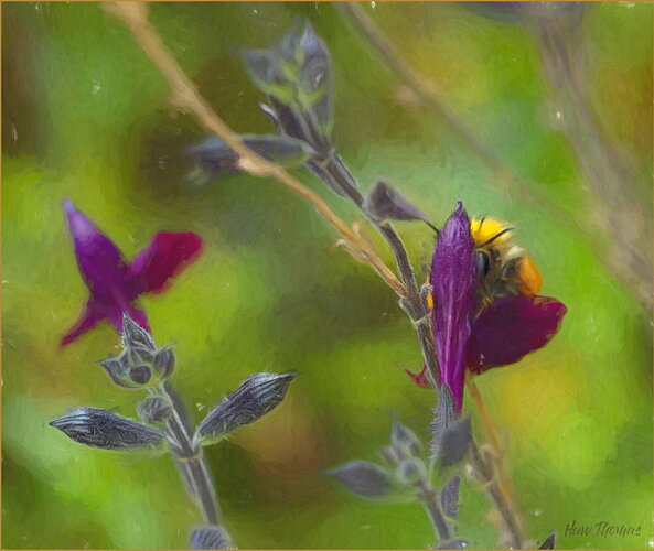 Original - bee-03314.jpg