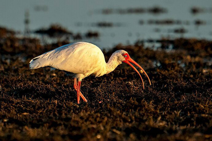 Florida Chicken