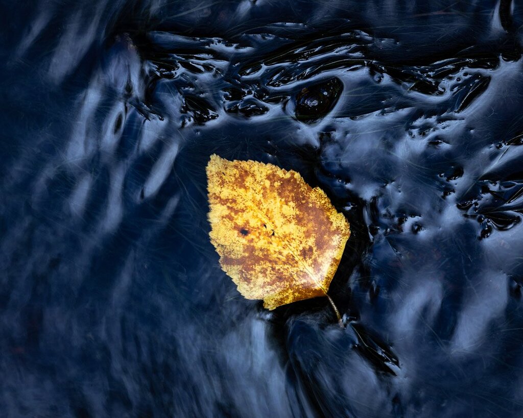 A Blaze in the Brook Macro/Close up Critiques Nature Photographers