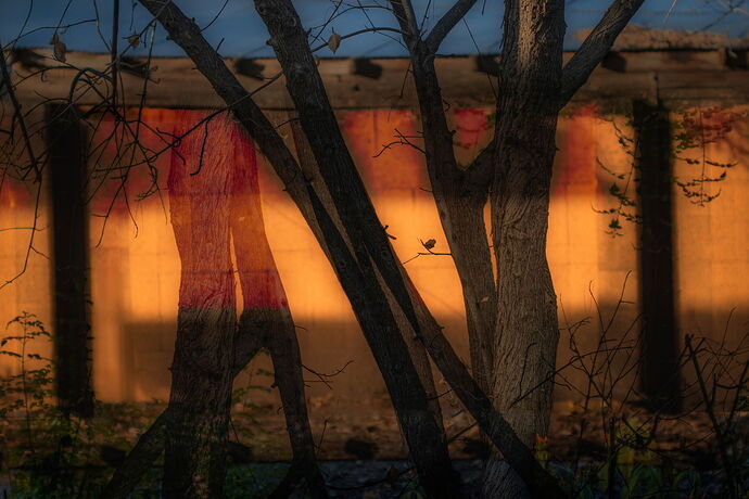 Trees and wall-2.jpg