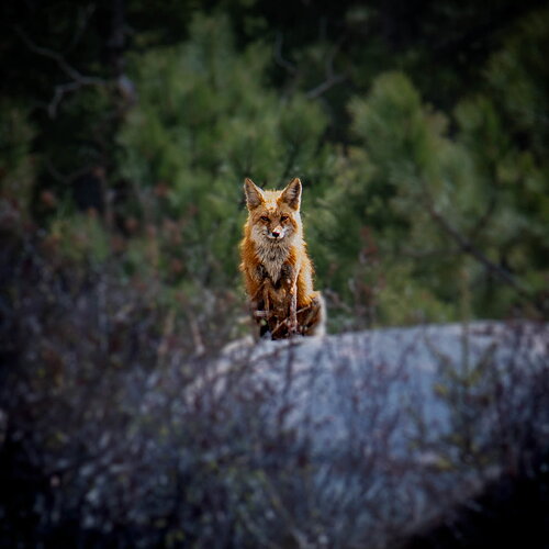 DSC_0534-2.jpg