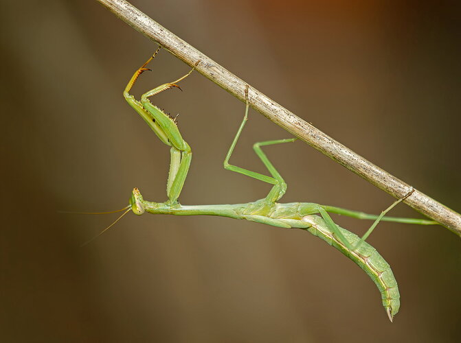 Original - Praying Mantis 2.jpg