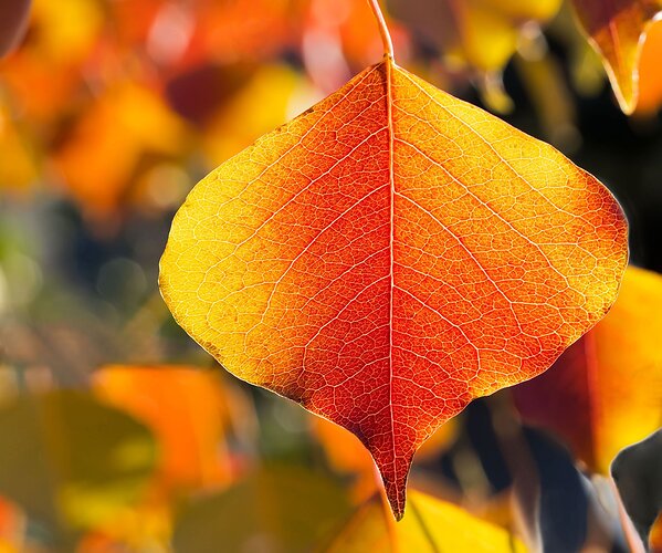 Autumn-Leaf-rework2