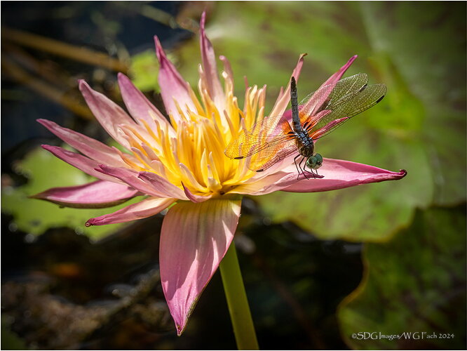 Original - Sitting-Pretty-27382-HDR-A7r3XL.jpg