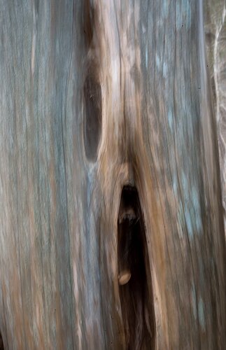 tree-icm-DSC_2176