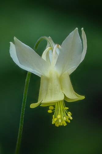 Portrait of a Columbine