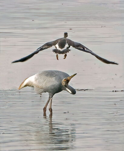Duck! (goose actually).jpg