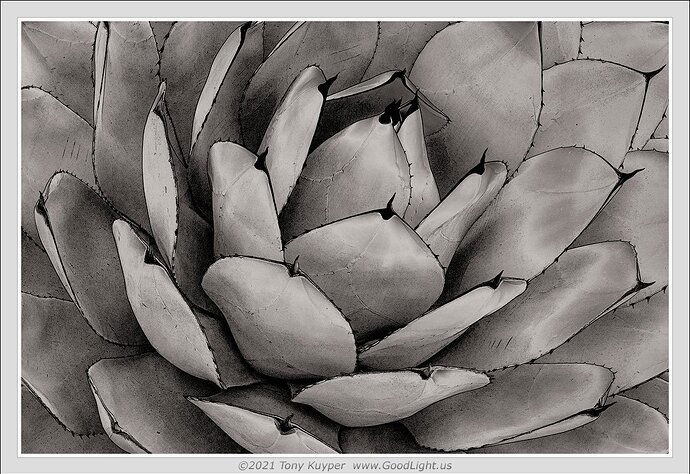 Agave Sketch