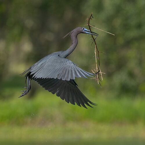 Little Blue Heron 21.jpg