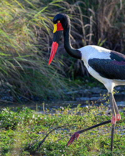 NPN_SADDLE_BILLED_STORK_CSD9691_4.jpg