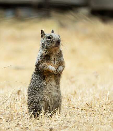Original - GSQUIRREL.jpg