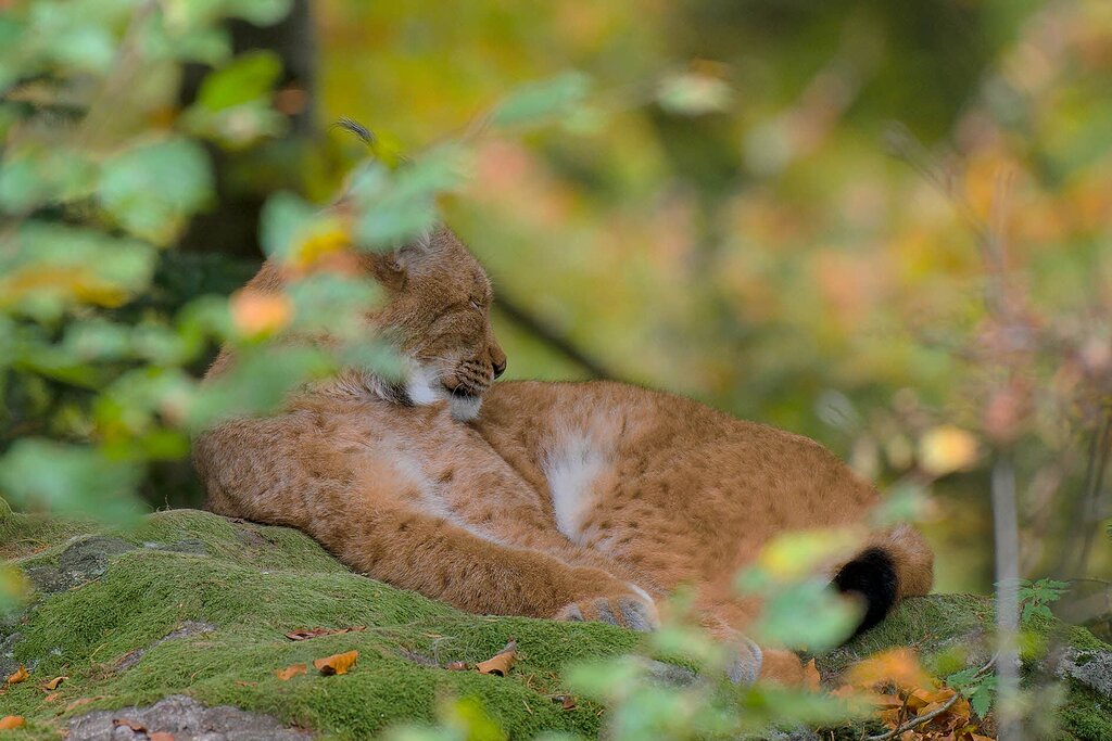 Resting lynx Wildlife Critiques Nature Photographers Network