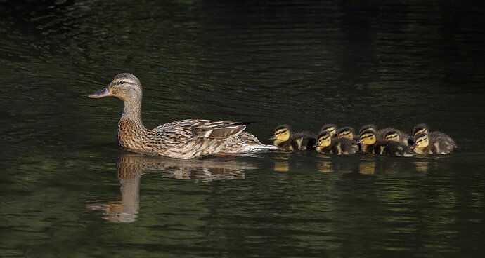 Mallard family - NPN