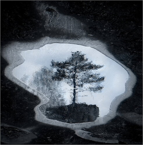 lone tree