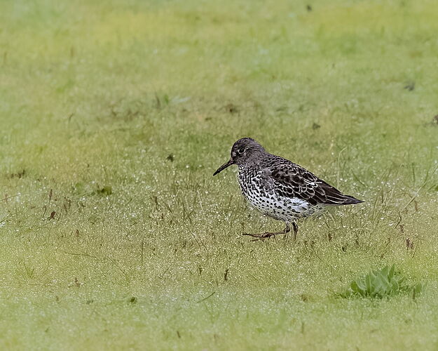 Rock Sandpiper-NPN.jpg