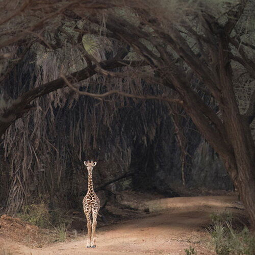 Giraffe Tunnel edit_