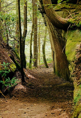 Woodland Passage