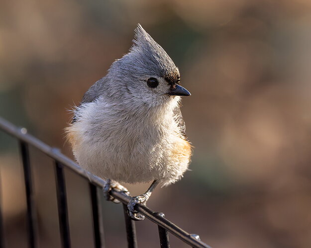 Tufted Titmouse2-NPN.jpg