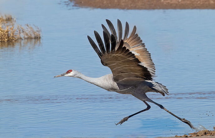 sanhill=crane=whiterwater-1254