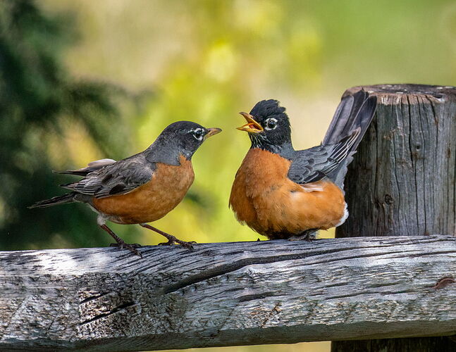 A Courting Conversation Two-3933
