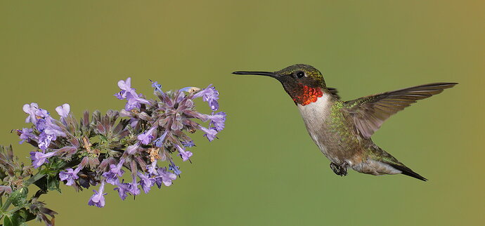 Ruby-throated Hummingbird 111