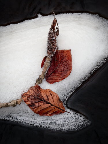 Original - jovall - a trio of leaves.jpg