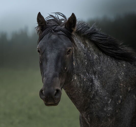 RAW Image-1