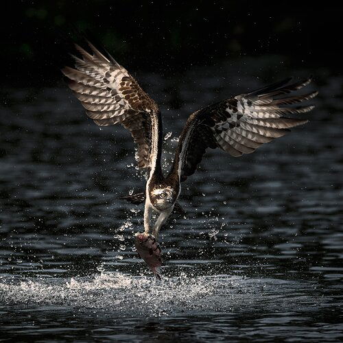 Osprey