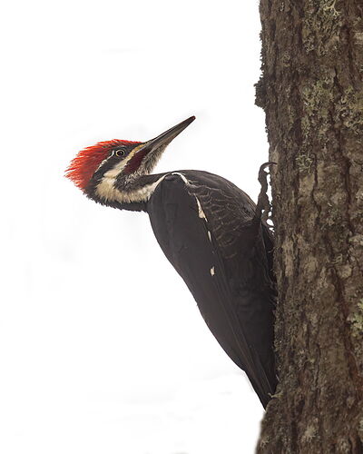 Pileated Woodpecker1-NPN.jpg